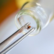 Lyme Disease related image